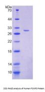 Human Forkhead Box Protein P3 (FOXP3) Protein