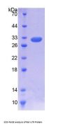 Rat Interleukin 7 Receptor (IL7R) Protein