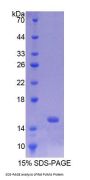 Rat p53 Upregulated Modulator Of Apoptosis (PUMA) Protein