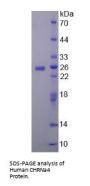 Human Cholinergic Receptor, Nicotinic, Alpha 4 (CHRNa4) Protein