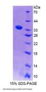 Rat Wiskott Aldrich Syndrome Protein (WASP) Protein
