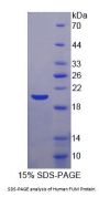 Human Fumarase (FUM) Protein