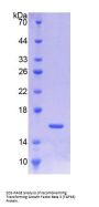 Pig Transforming Growth Factor Beta 3 (TGFb3) Protein