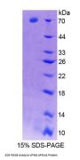 Rat Apolipoprotein A4 (APOA4) Protein