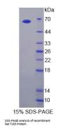 Rat Toll Like Receptor 3 (TLR3) Protein