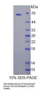 Mouse Toll Like Receptor 5 (TLR5) Protein