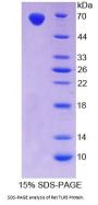 Rat Toll Like Receptor 5 (TLR5) Protein