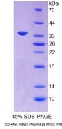 Guinea pig Apolipoprotein C2 (APOC2) Protein