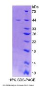 Mouse Cadherin, Myotubule (CDH15) Protein