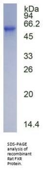 Rat Farnesoid X Receptor (FXR) Protein