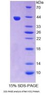 Rat C-X-C Motif Chemokine 17 (CXCL17) Protein