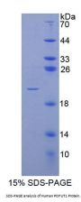 Human Protein O-Fucosyltransferase 1 (POFUT1) Protein