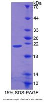 Mouse Protein O-Fucosyltransferase 1 (POFUT1) Protein