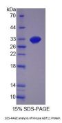 Mouse Growth Differentiation Factor 11 (GDF11) Protein