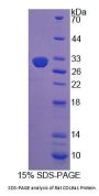 Rat Collagen Type IX Alpha 1 (COL9A1) Protein