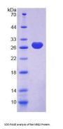 Rat Neuregulin 2 (NRG2) Protein