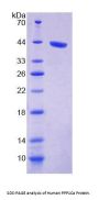 Human Protein Phosphatase 1, Catalytic Subunit Alpha Isoform (PPP1Ca) Protein