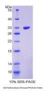 Mouse Protein Phosphatase 1, Regulatory Subunit 15A (PPP1R15A) Protein