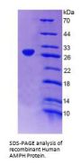Human Amphiphysin (AMPH) Protein