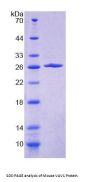 Mouse Proto-Oncogene Vav (VAV1) Protein