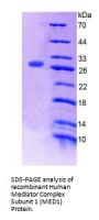Human Mediator Complex Subunit 1 (MED1) Protein