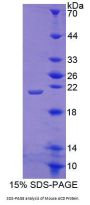 Mouse Adrenocortical Dysplasia Homolog (ACD) Protein