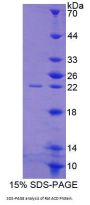 Rat Adrenocortical Dysplasia Homolog (ACD) Protein
