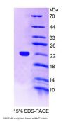 Mouse Lactosylceramide 4-Alpha-Galactosyltransferase (A4GALT) Protein
