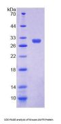 Mouse Autocrine Motility Factor Receptor (AMFR) Protein