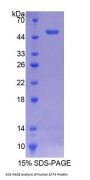 Human Cyclic AMP-Dependent Transcription Factor ATF-3 (ATF3) Protein