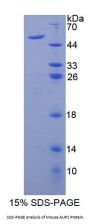 Mouse Ancient Ubiquitous Protein 1 (AUP1) Protein