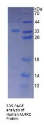 Human Aurora Kinase C (AURKC) Protein