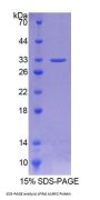Rat Aurora Kinase C (AURKC) Protein