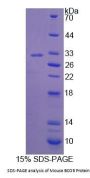 Mouse Bcl6 Corepressor (BCOR) Protein