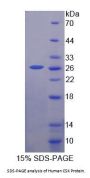 Human C-Src Tyrosine Kinase (CSK) Protein