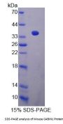 Mouse Calcineurin Binding Protein 1 (CABIN1) Protein