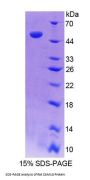 Rat Calcium Modulating Ligand (CAMLG) Protein