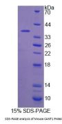 Mouse Calcium Activated Nucleotidase 1 (CANT1) Protein