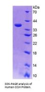 Human Cytokine Inducible SH2 Containing Protein (CISH) Protein