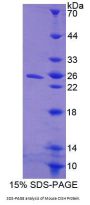 Mouse Cytokine Inducible SH2 Containing Protein (CISH) Protein