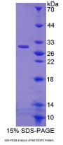 Rat Cysteine Rich Secretory Protein 1 (CRISP1) Protein
