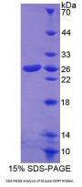 Mouse Carnitine-O-Octanoyltransferase (CORT) Protein