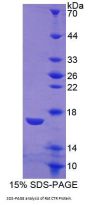 Rat Calcitonin Receptor (CALCR) Protein