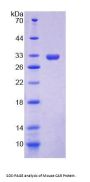 Mouse Constitutive Androstane Receptor / CAR (NR1I3) Protein