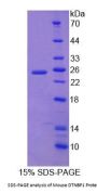 Mouse Dystrobrevin Binding Protein 1 (DTNBP1) Protein