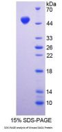 Mouse Dystroglycan (DAG1) Protein