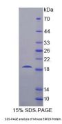 Mouse Endoplasmic Reticulum Protein 29 (ERP29) Protein