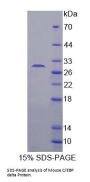 Mouse CCAAT/Enhancer Binding Protein Delta (CEBPd) Protein