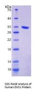 Human Exonuclease 1 (EXO1) Protein