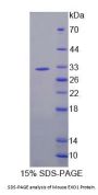 Mouse Exonuclease 1 (EXO1) Protein